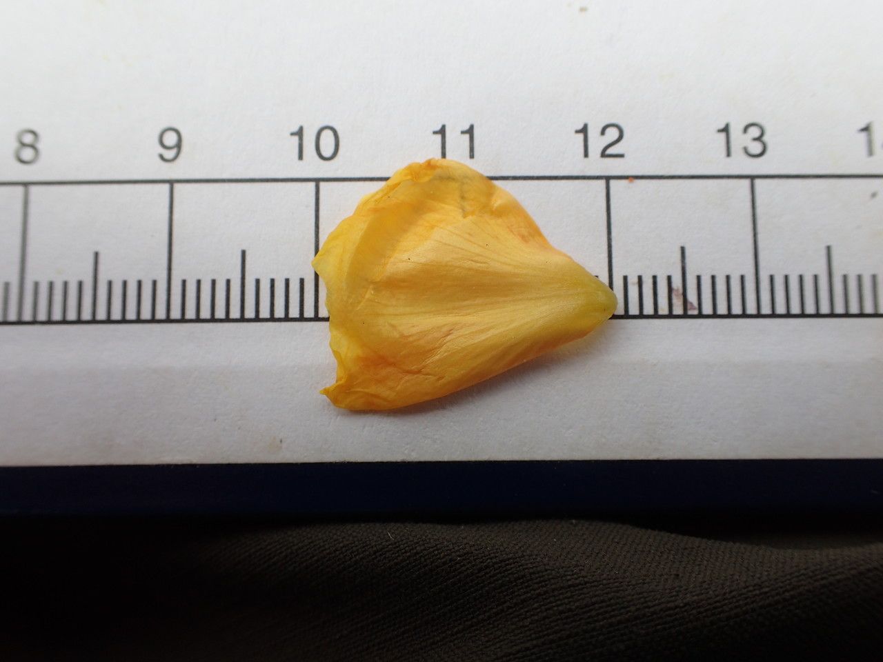 Oenothera subterminalis other