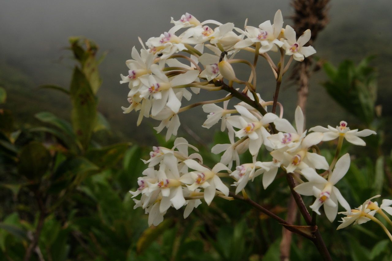 Epidendrum patens — search result for 'Epidendrum'