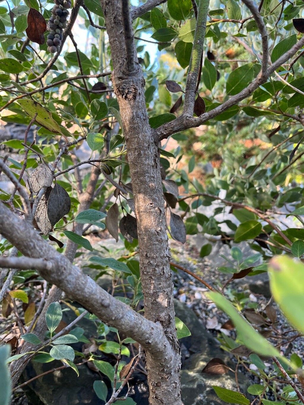 Garrya flavescens bark