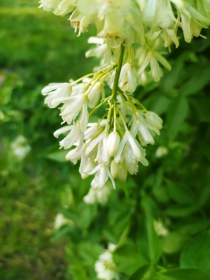 Staphylea colchica flower