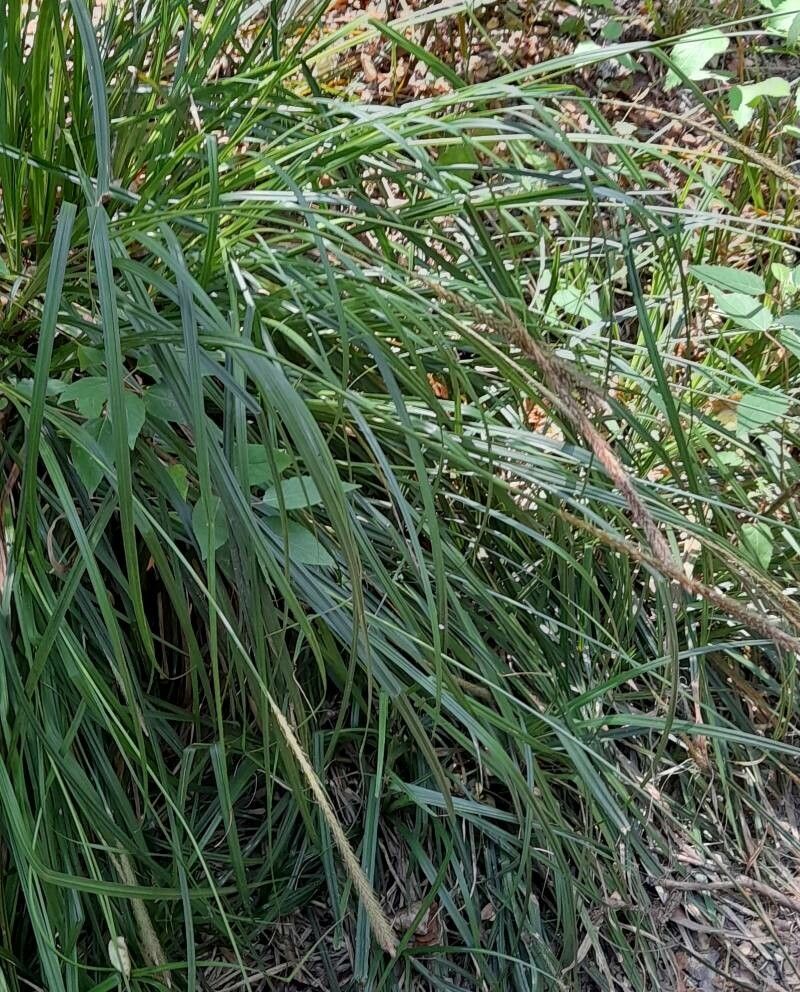 Carex triangula habit