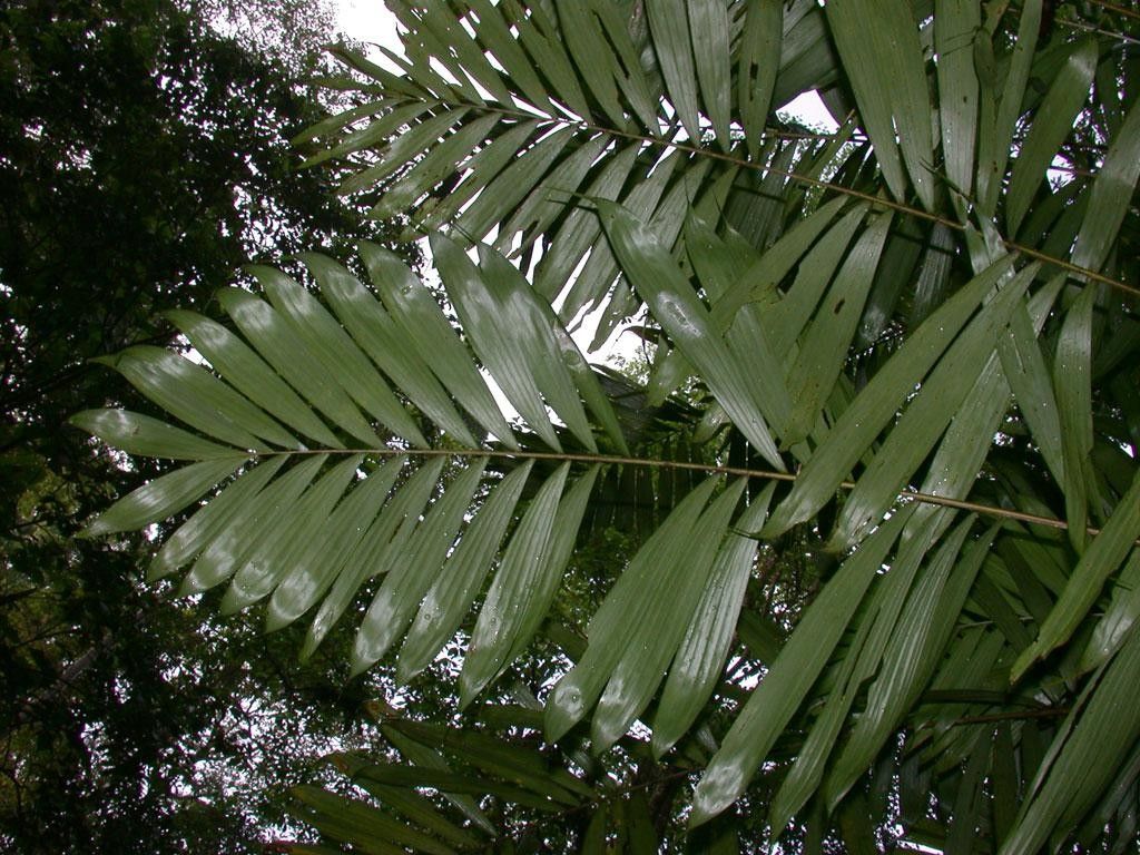 Bactris gracilior leaf
