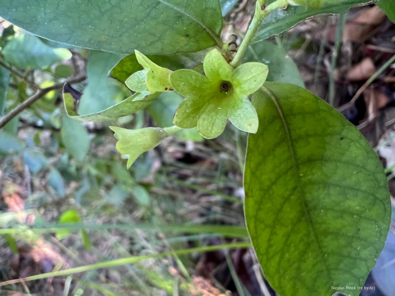 Psychotria nekouana flower