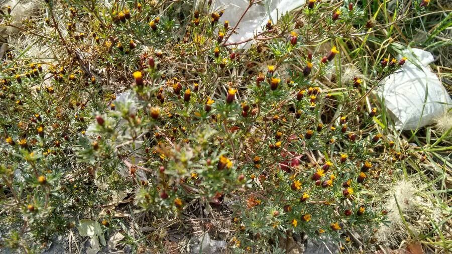 Dyssodia papposa flower