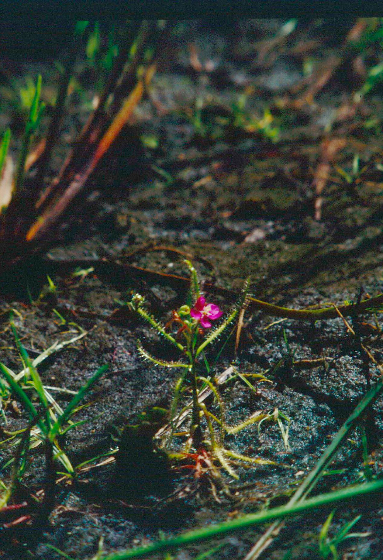 Eulalia shrirangii — related species from the same genus