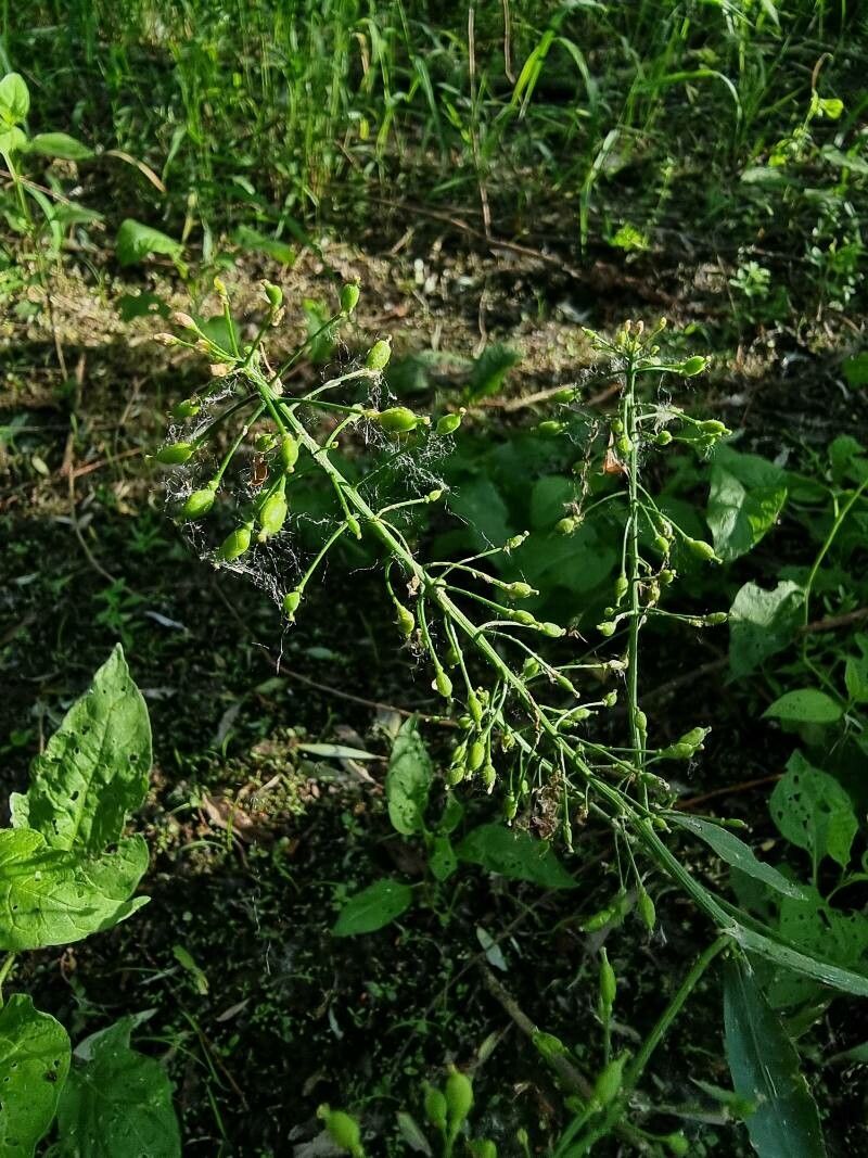 Rorippa amphibia fruit