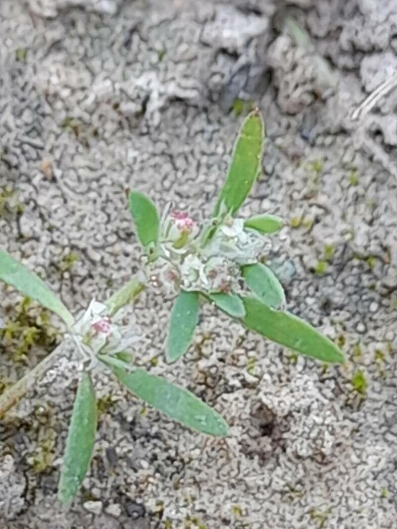 Paronychia arabica flower
