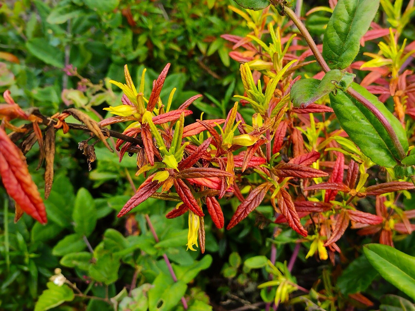 Diplacus aurantiacus leaf