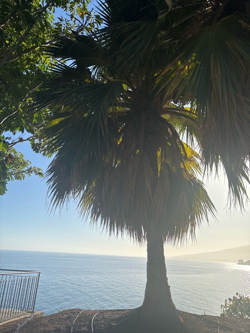 Pritchardia munroi leaf