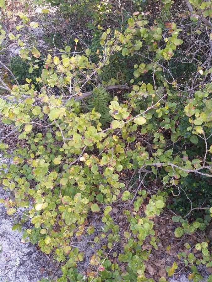 Erythroxylum ovalifolium leaf