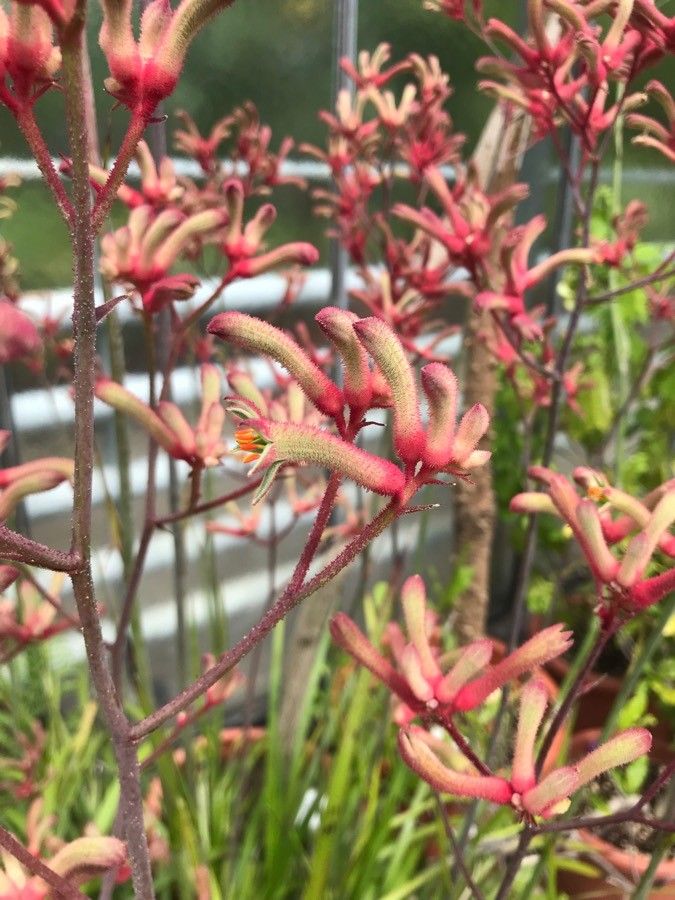 Anigozanthos viridis flower