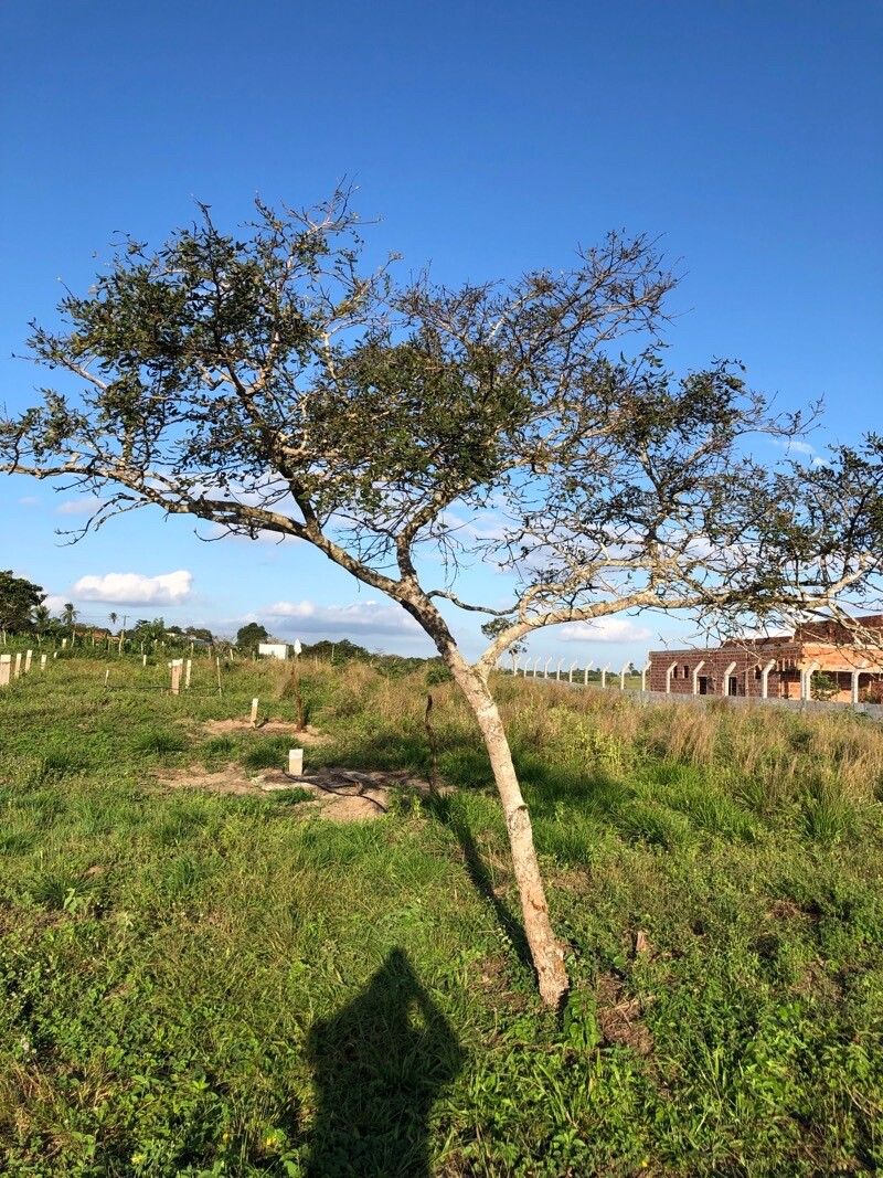 Pterodon emarginatus leaf