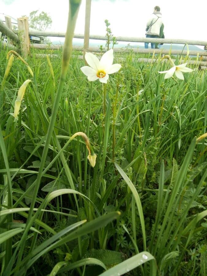 Narcissus angustifolius flower