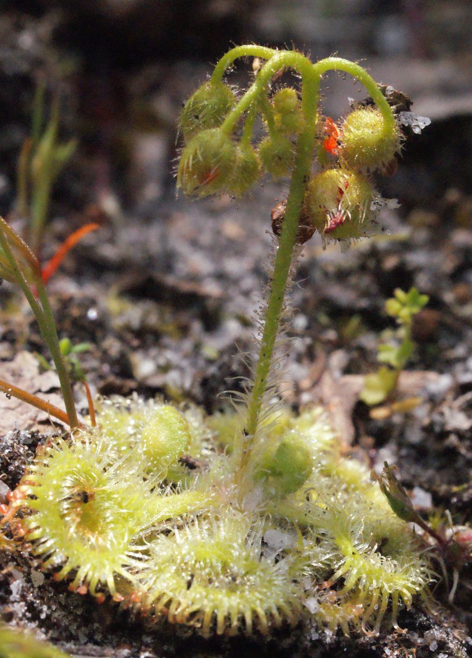 Drosera glanduligera habit
