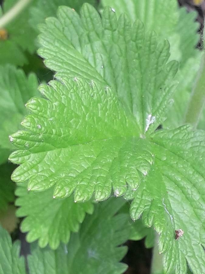 Potentilla montenegrina — search result for 'Potentilla'