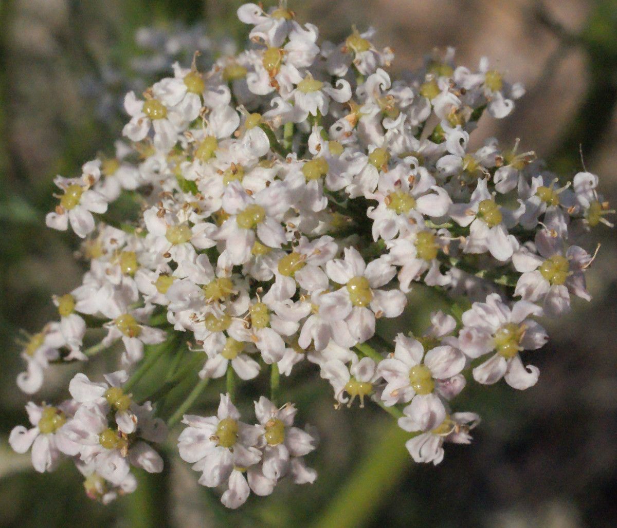 Cuminum cyminum flower
