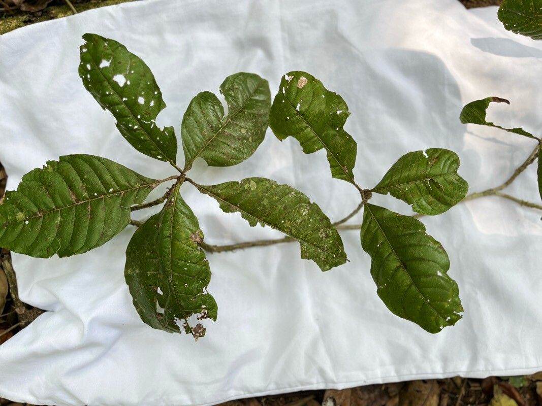 Byrsonima crispa leaf