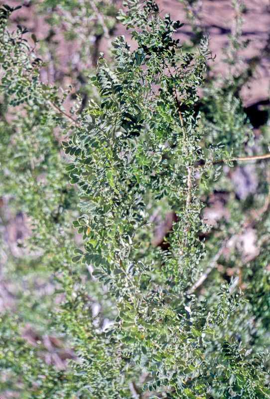 Olneya tesota — houseplant care guide