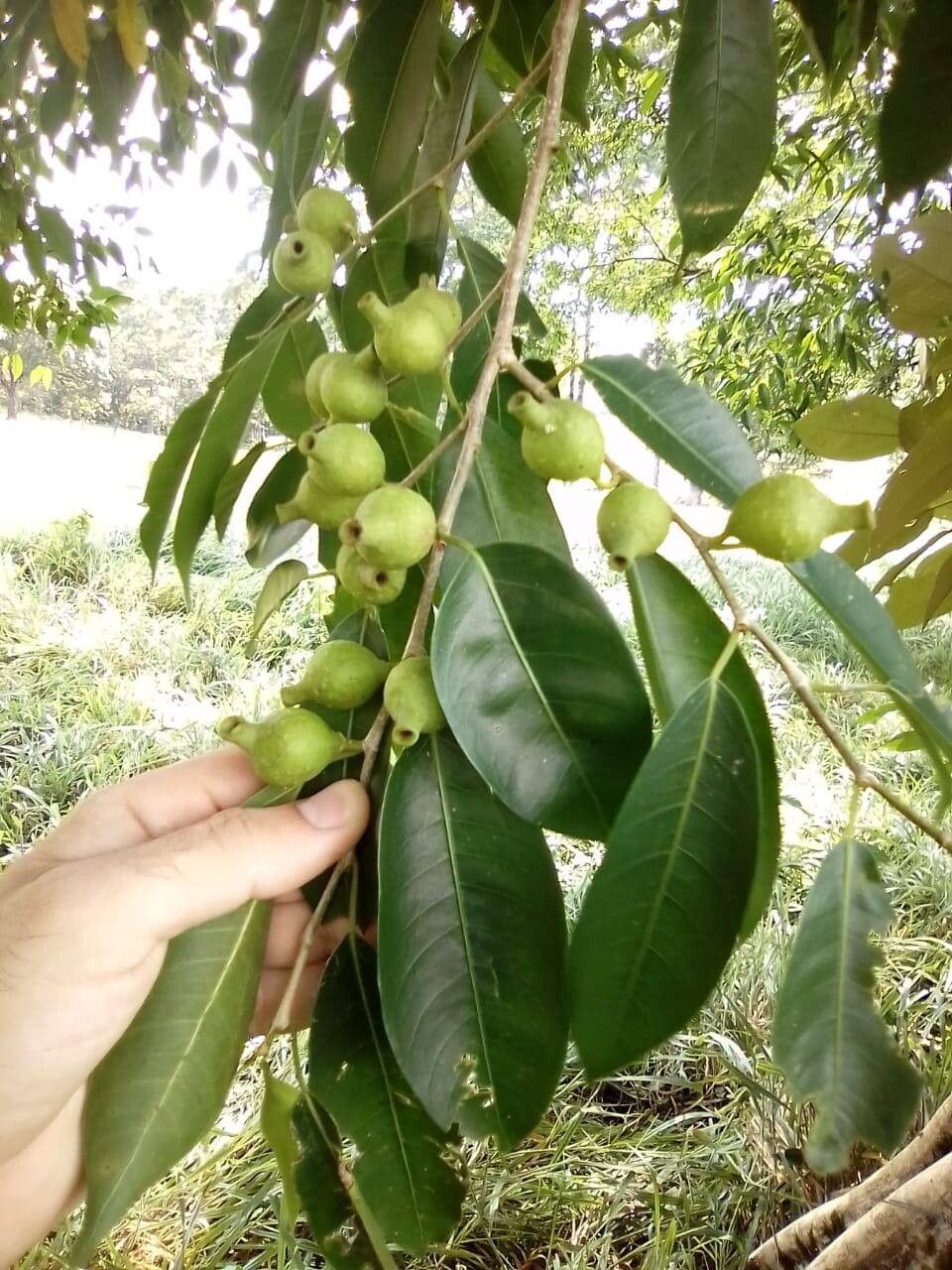 Ficus trachelosyce — houseplant care guide