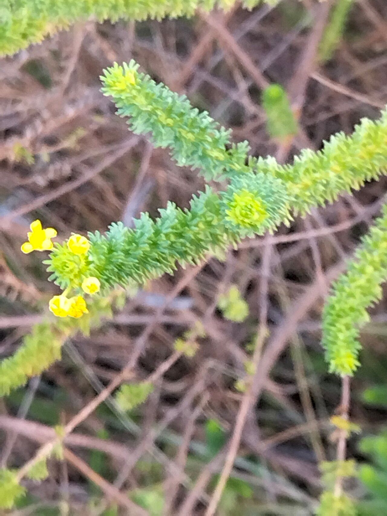 Euryops virgineus habit
