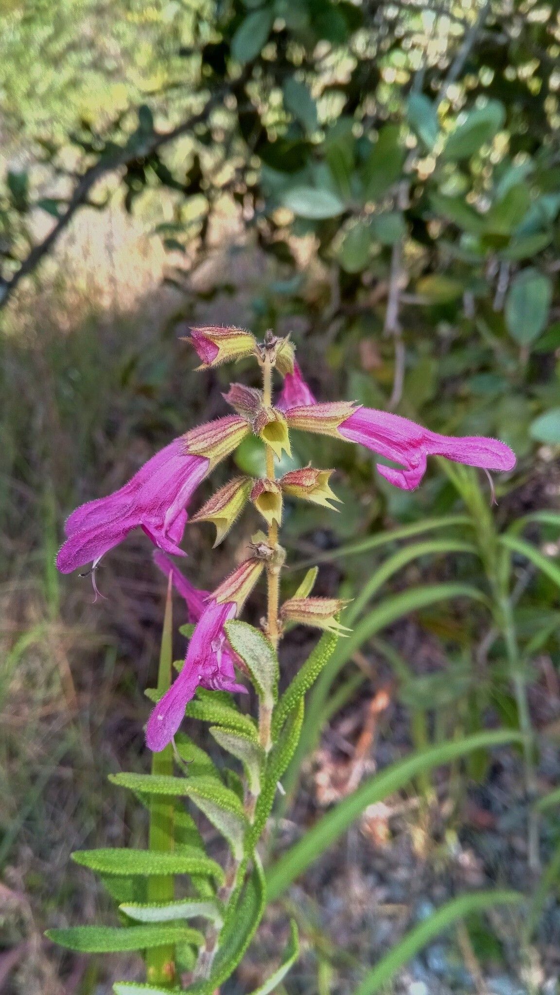 Salvia sessilifolia flower