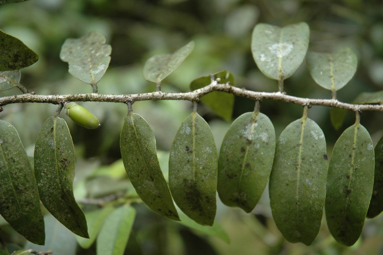Diospyros sandwicensis — search result for 'Ebenaceae'
