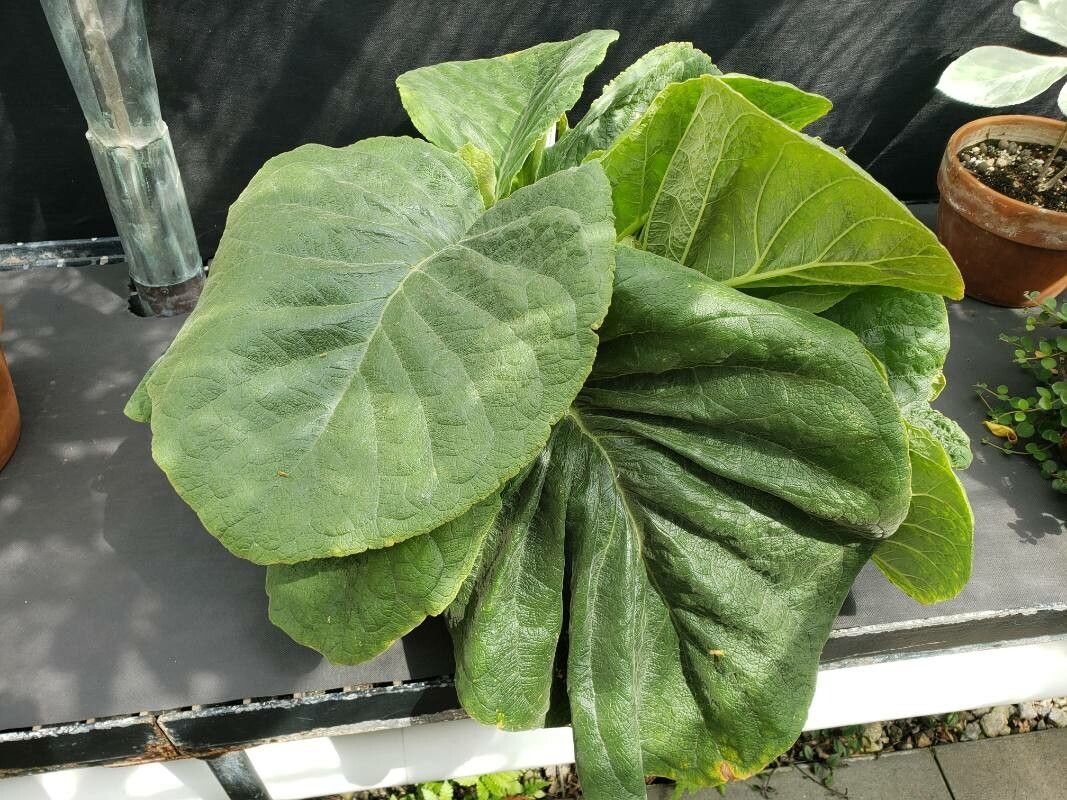 Sinningia defoliata habit