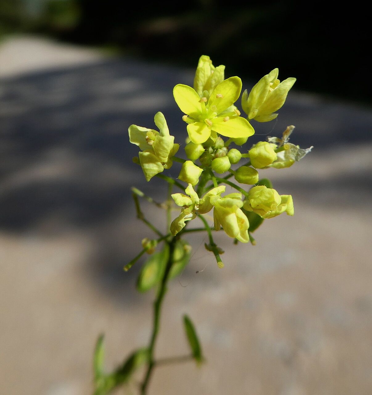 Biscutella mediterranea flower