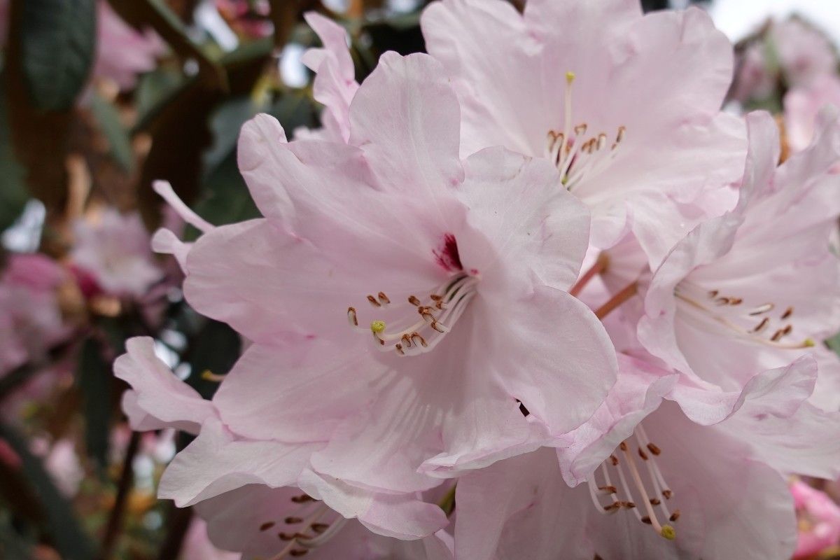 Rhododendron galactinum flower