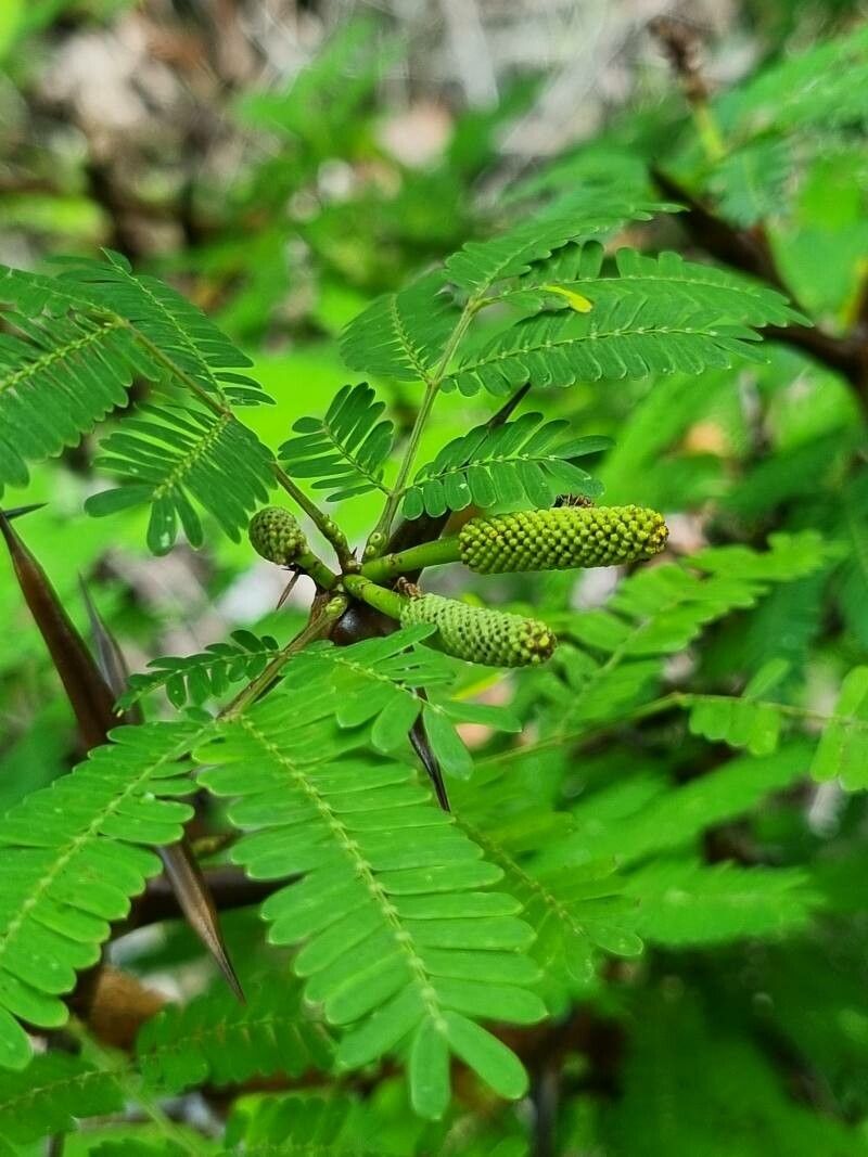 Vachellia collinsii fruit