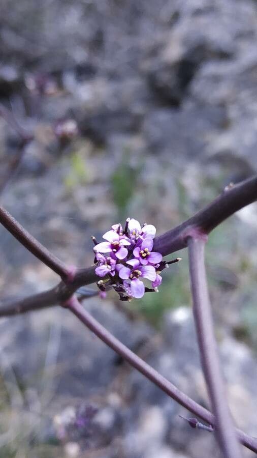Iberis contracta flower