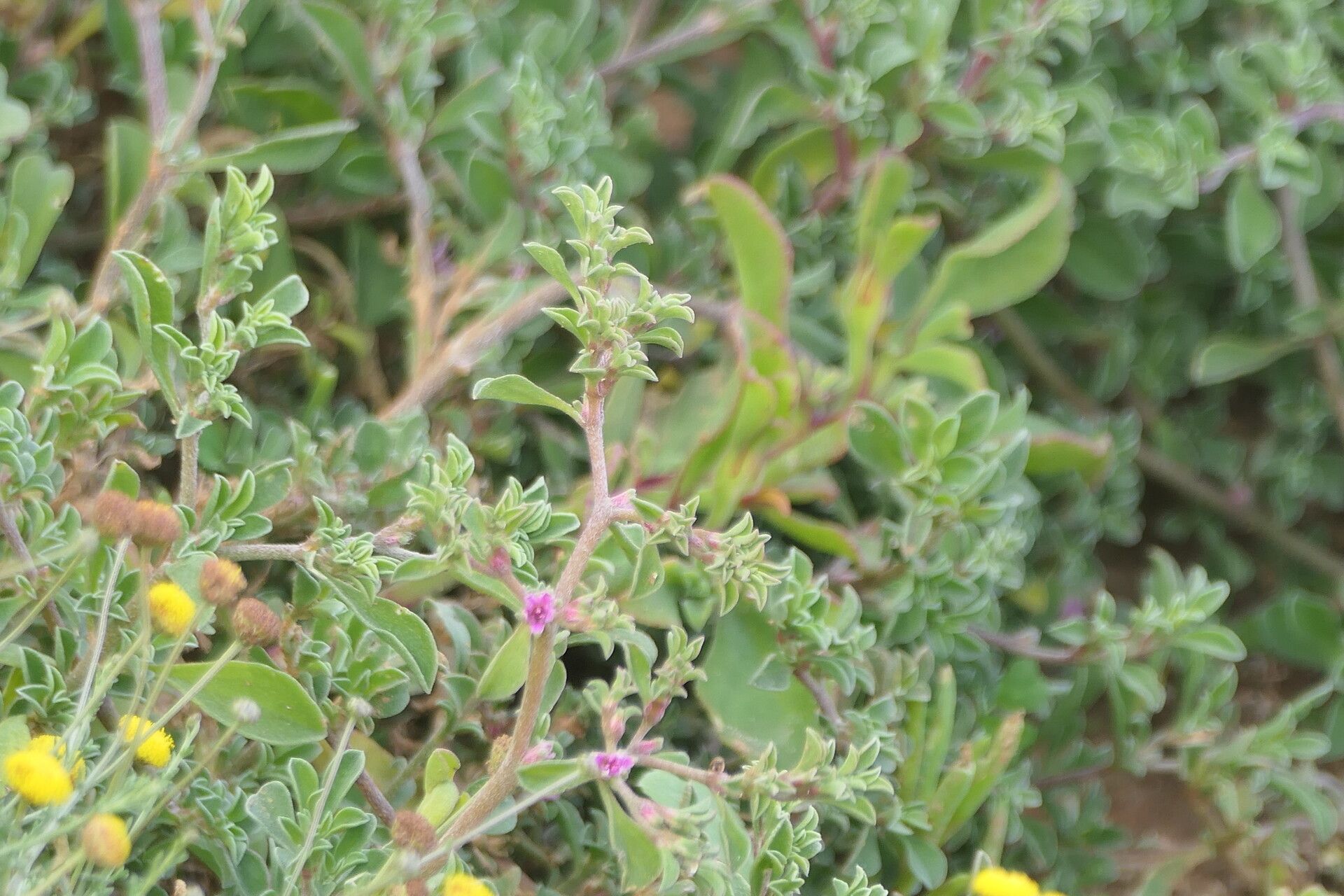 Galenia pubescens flower