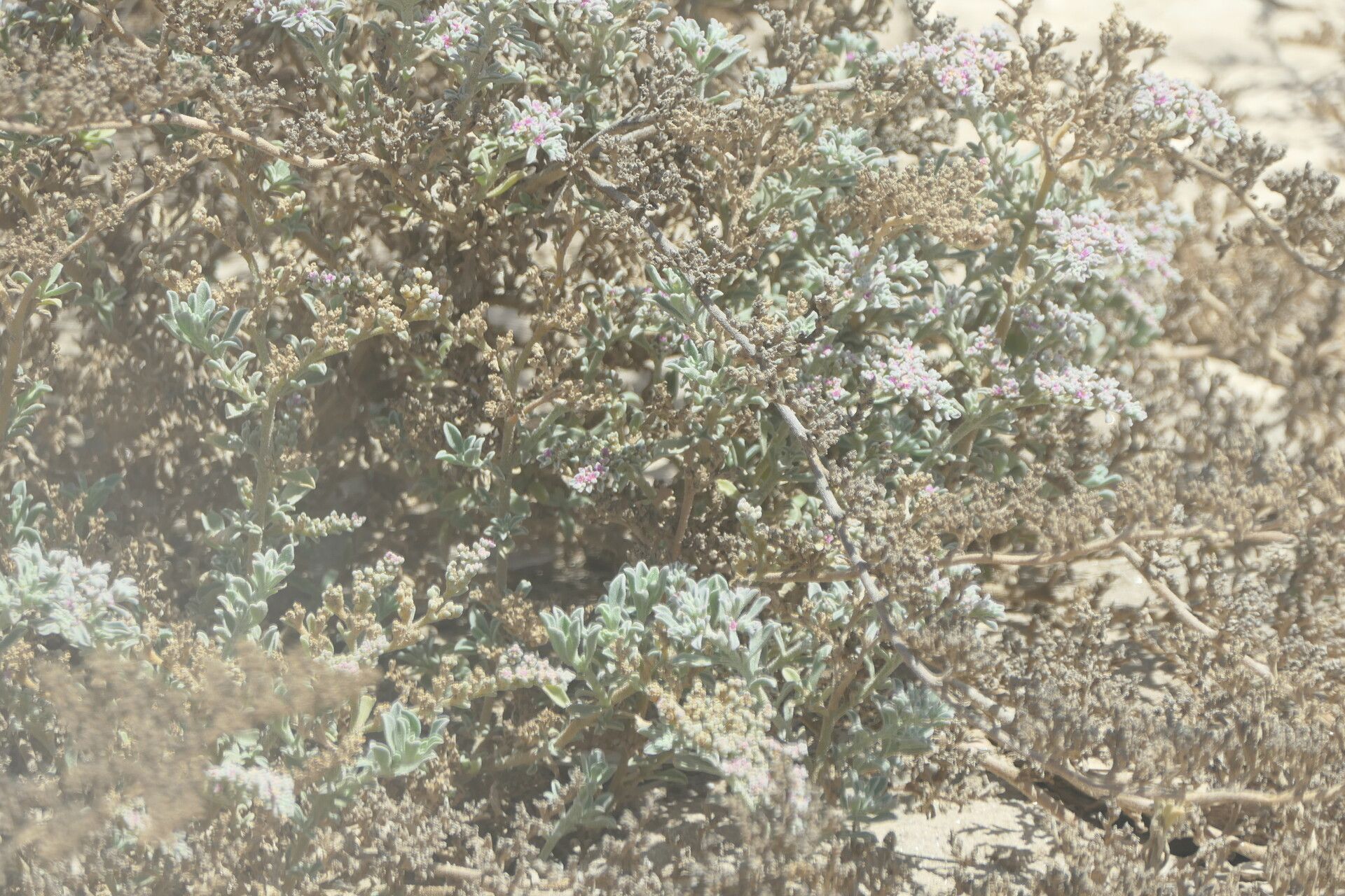 Aizoon papulosum habit