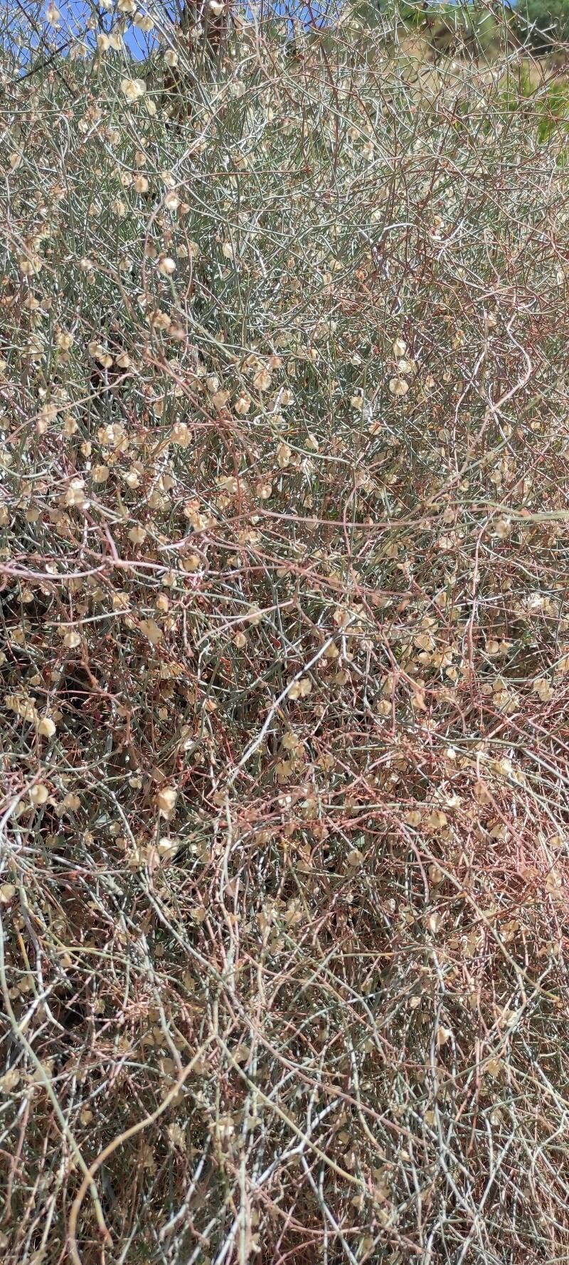 Cuscuta approximata — related species from the same genus