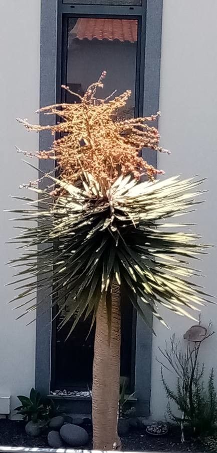 Yucca brevifolia fruit