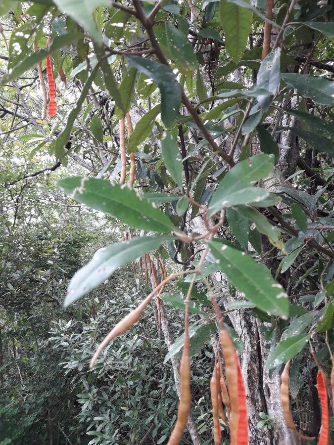 Capparis indica — search result for 'Capparis'