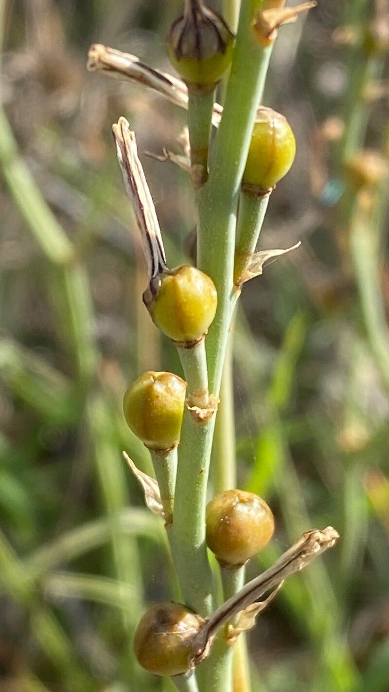 Asphodelus ayardii fruit