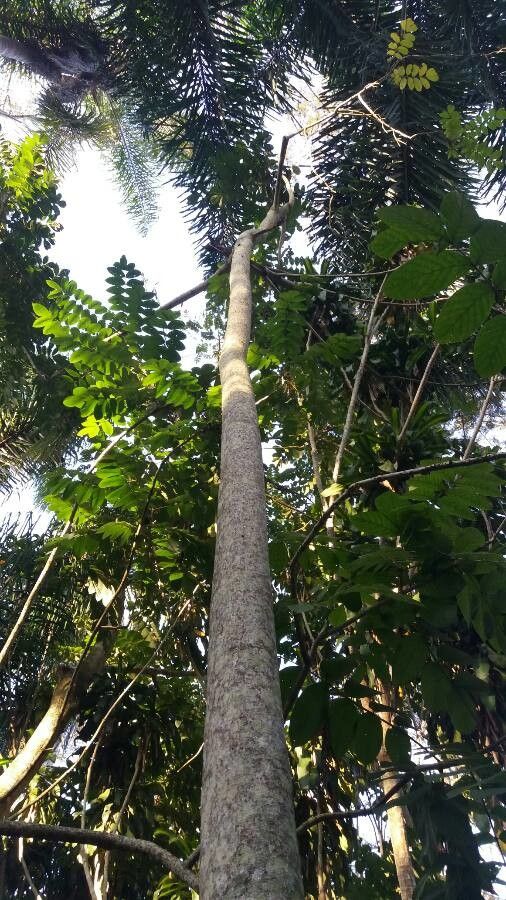 Acrocarpus fraxinifolius habit