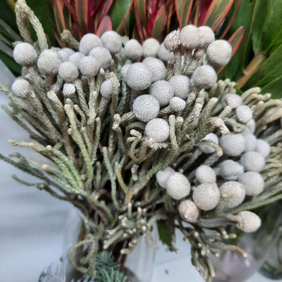 Berzelia albiflora leaf