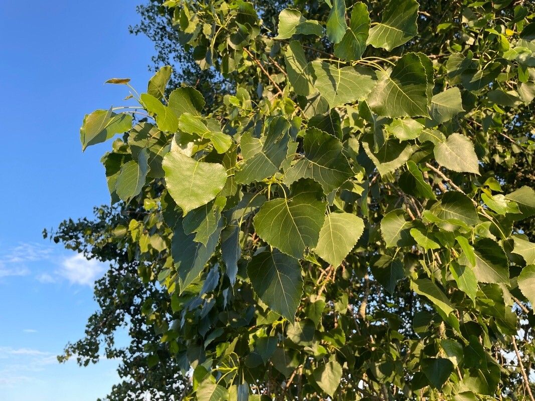 Populus carolinensis