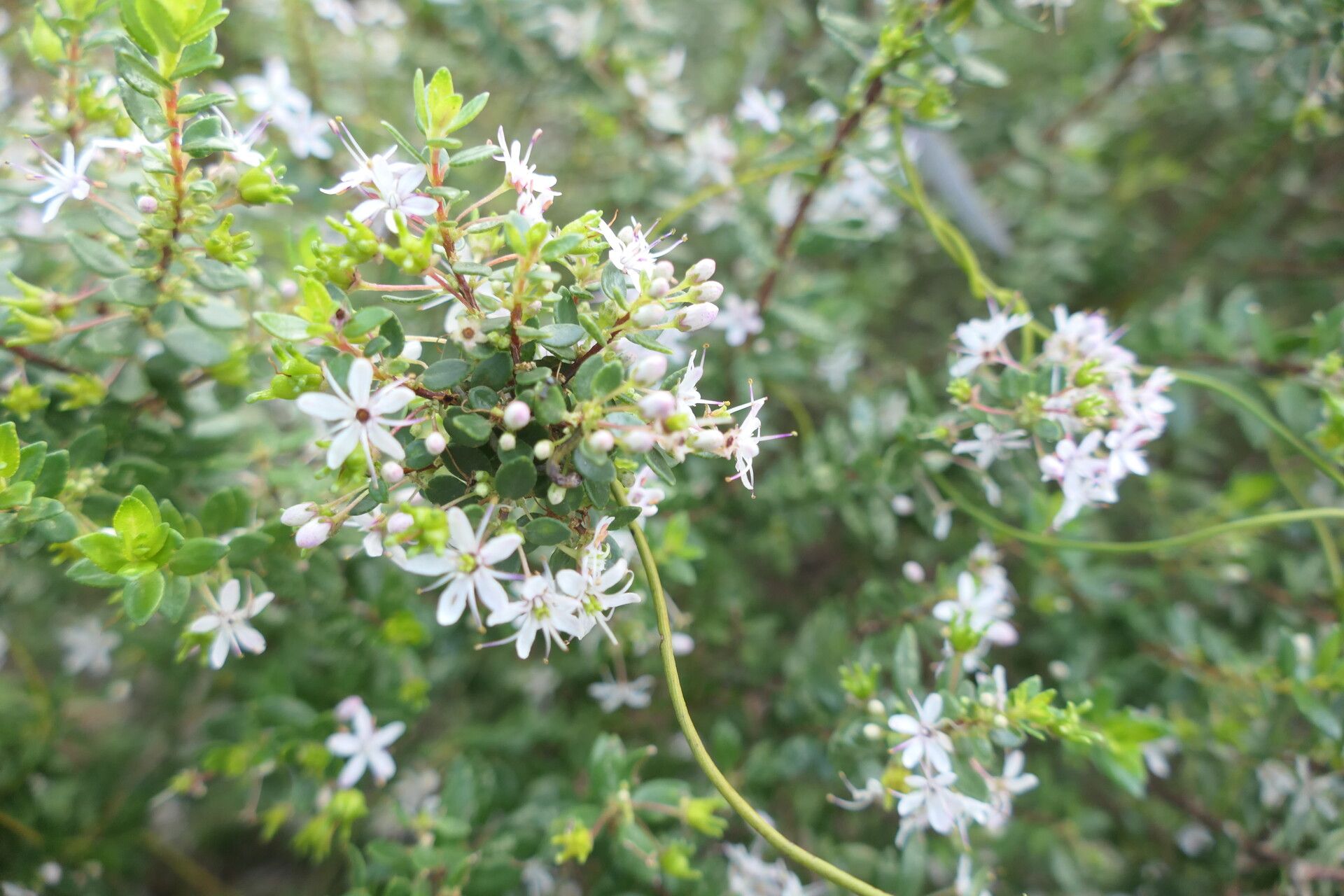 Agathosma ovata flower