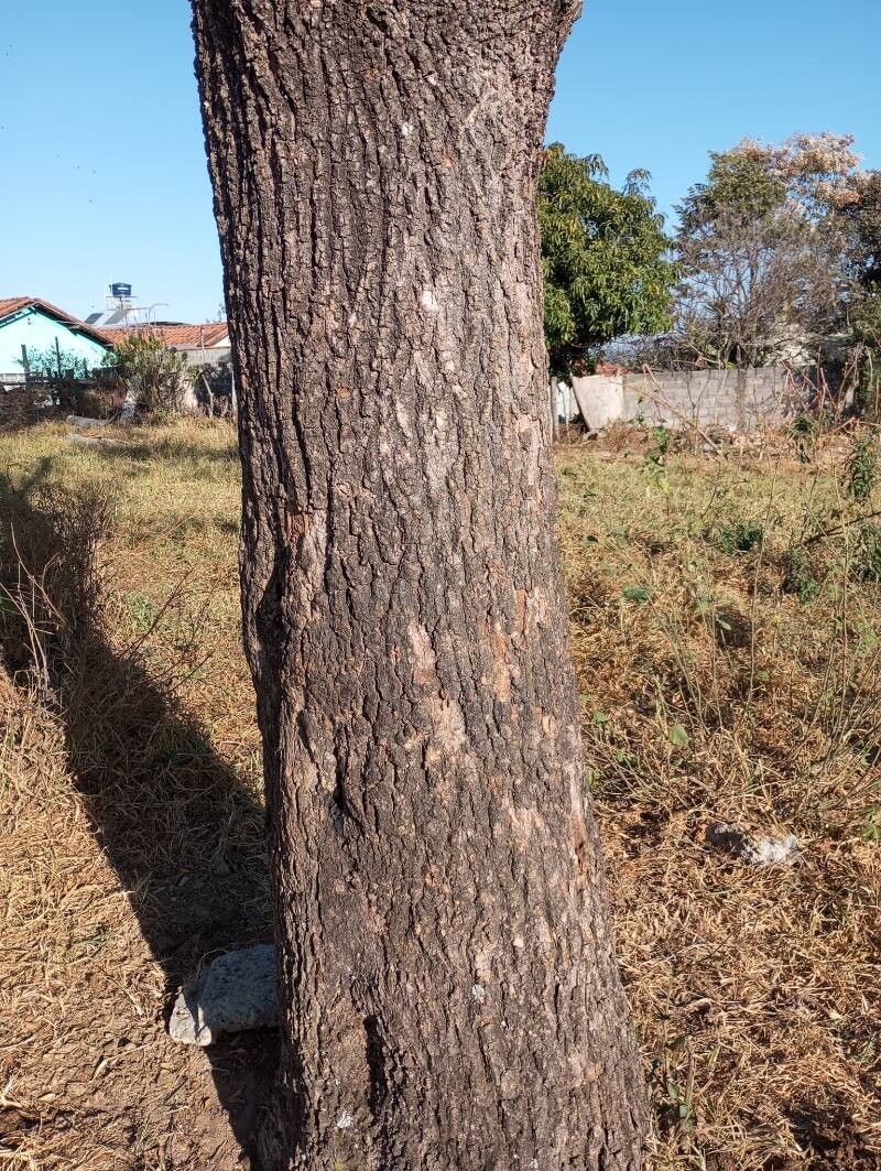 Dalbergia cearensis bark