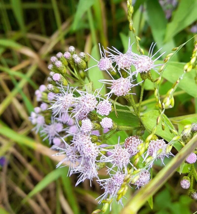 Chromolaena hookeriana flower