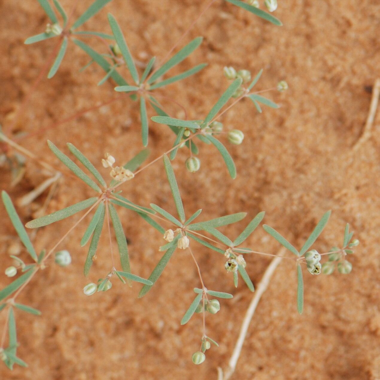 Mollugo cerviana other