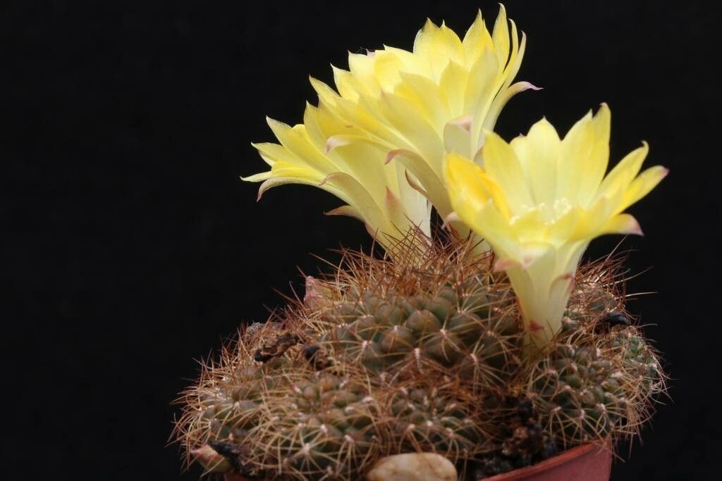 Rebutia cardenasiana flower