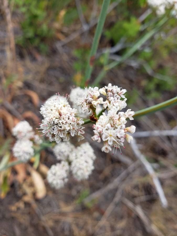 Eriogonum elatum flower
