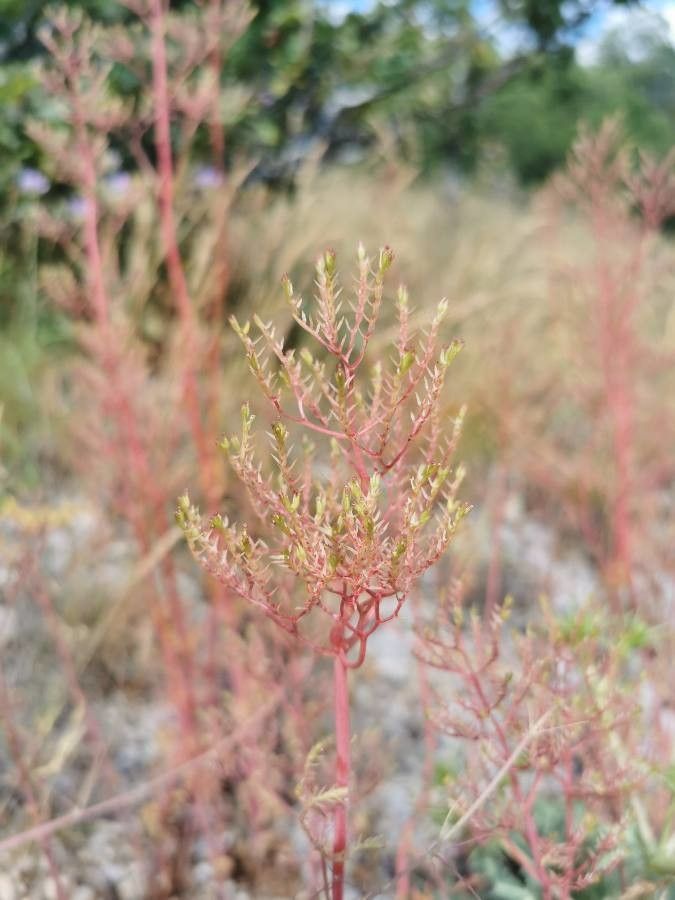Centranthus calcitrapa — related species from the same genus