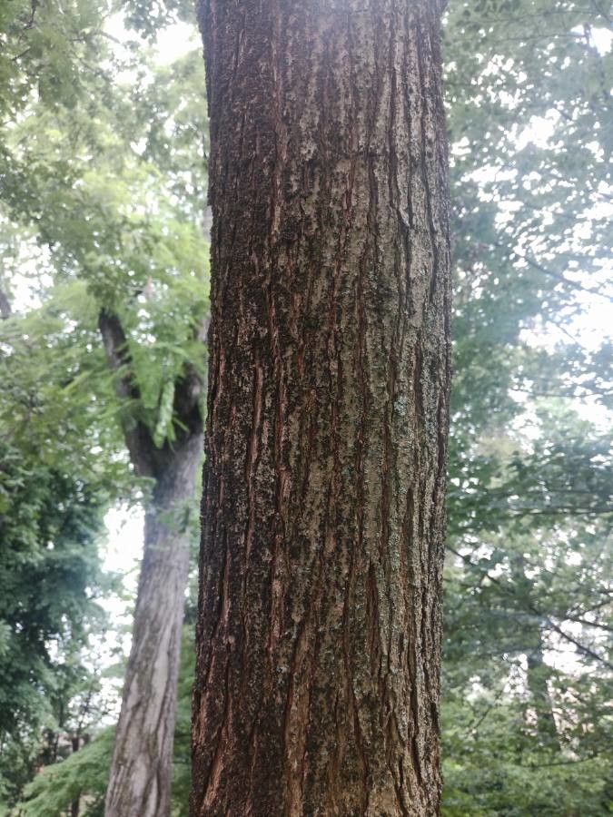 Sapium sebiferum bark