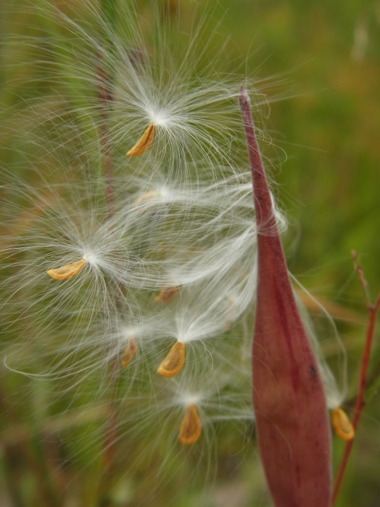 Asclepias pedicellata fruit