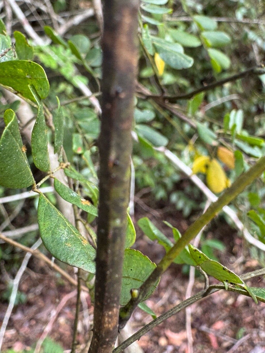 Piptadenia adiantoides bark